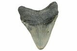 Serrated, Fossil Megalodon Tooth - North Carolina #274780-2